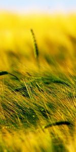 Wheat,Plants