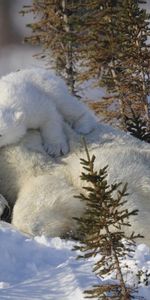 Animales,Una Familia,Familia,Cuidado,Osos Blancos,Hierba,Nieve,Osos Polares