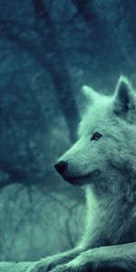 Wild,Appeasement,Pacification,Light Coloured,Calmness,Tranquillity,Wolf,Light,Animals,Forest