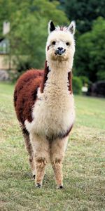 Animales,Llama,Vida Silvestre,Lindo,Gracioso,Lama,Fauna Silvestre,Animal,Querido