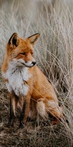 Wildlife,Is Sitting,Sits,Animals,Grass,Predator,Fox