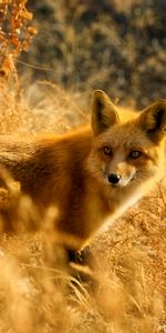 Renard,Regarder Rapidement,Regarder Dehors,Faune,Un Renard,Animaux