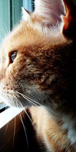 Animaux,La Fenêtre,Laine,Fenêtre,Profil,Chat