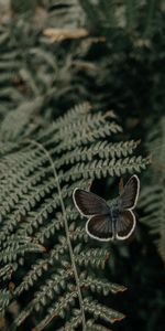 Wings,Animals,Leaves,Fern,Butterfly