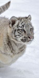 Tigre,Albinos,Fuyez,Courir,Neige,Hiver,Animaux