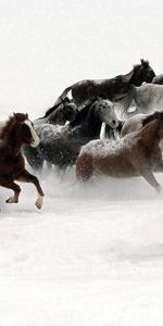 Winter,Animals,Horses