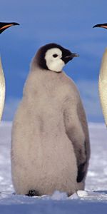 Winter,Animals,Pinguins