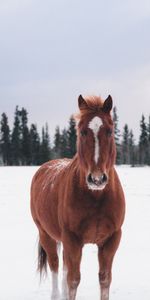 Снег,Животные,Лес,Зима,Лошадь