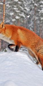 Winter,Animals,Snow,Fox,Forest