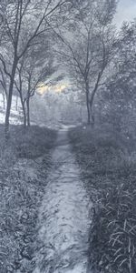 Winter,Art,Hoarfrost,Creek,Brook,Frost,Forest