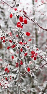 Winter,Berries,Macro,Branches,Frost,Thorns,Prickles