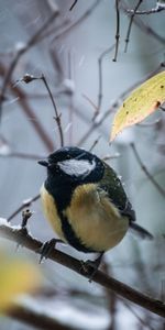 Branches,Titica |,Animaux,Neige,Oiseau,Mésange,Hiver