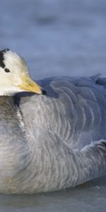 Plumes,Animaux,Oiseau,Canard,Hiver