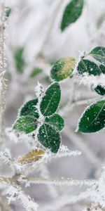 Nature,Branches,Gel,Givre,Hiver