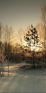 Couverture,Couvrir,Sun,Nature,Forêt,Hiver