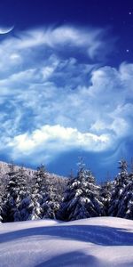 Sapins,Paysage,Hiver