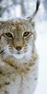 Winter,Forest,Animals,Iris,Predator,Cat