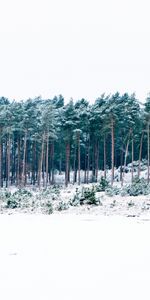 Winter,Forest,Nature,Trees