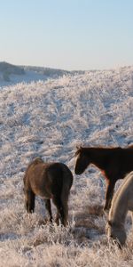 Animales,Helada,Manada,Caballo,Pasto,Pastar,Yegua,Invierno,Escarcha,Rebaño,Caballos