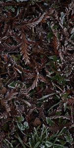 Winter,Grass,Leaves,Hoarfrost,Frost,Nature