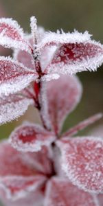 Winter,Grass,Leaves,Snow,Hoarfrost,Frost,Nature