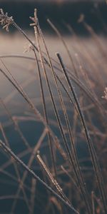 Winter,Grass,Macro,Hoarfrost,Frost,Plants