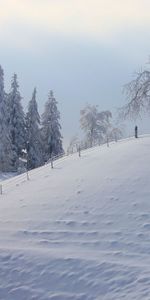 Paysage,Arbres,Hiver