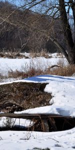 Winter,Landscape,Trees