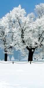 Arbres,Hiver,Paysage