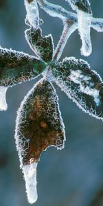 Winter,Leaves,Frost,Hoarfrost,Icicles,Plant,Cold,Nature