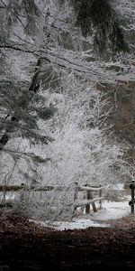 Winter,Leaves,Snow,Forest,Fence,Evening,Frost,Hoarfrost,Nature