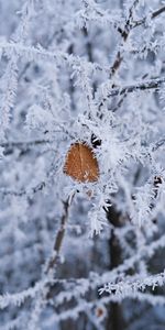 Winter,Macro,Branch,Frost,Hoarfrost,Leaflet