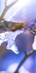 Branche,Macro,Glace,Hiver