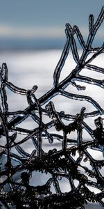 Winter,Macro,Branch,Ice