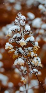 Winter,Macro,Branch,Snow,Plant