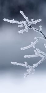 Winter,Macro,Branches,Frost,Hoarfrost