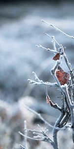 Feuilles,Macro,Branches,Hiver,Gel,Givre