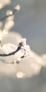 Winter,Macro,Branches,Ice,Snow