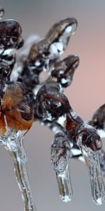 Gel,Macro,Forme,Glace,Hiver,La Forme