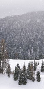 Winter,Mountains,Conifers,Coniferous,Nature,Forest