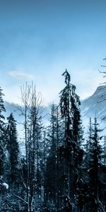 Invierno,Naturaleza,Árboles,Montañas,Bosque