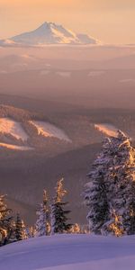 Winter,Mountains,Snow,Fir Trees,Landscape