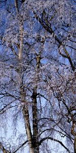 Bouleaux,Branches,Gel,Nature,Givre,Hiver