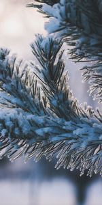 Winter,Nature,Branch,Snow