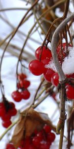 Winter,Nature,Branches,Berry,Viburnum