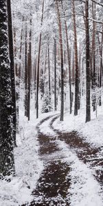 Branches,Neige,Forêt,Nature,Hiver,Chemin