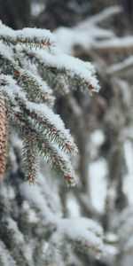 Winter,Nature,Cones,Branches,Spruce,Fir,Snow