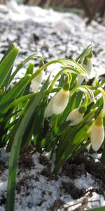 Invierno,Naturaleza,Flores,Nieve,Snowdrops