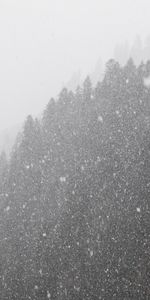 Winter,Nature,Forest,Bw,Chb,Snowstorm,Snow