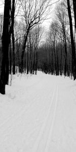 Winter,Nature,Forest,Bw,Road,Chb